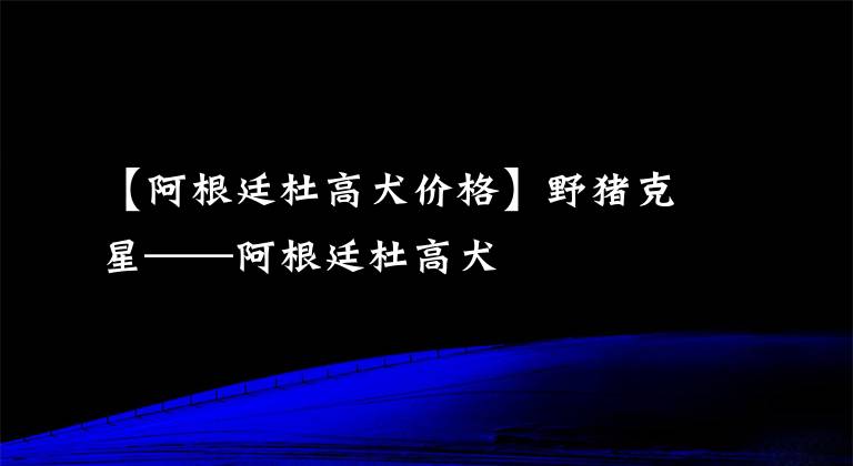 【阿根廷杜高犬价格】野猪克星——阿根廷杜高犬