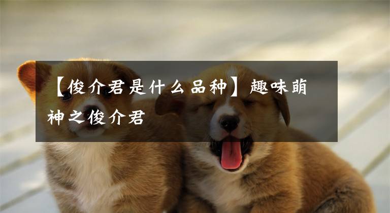 【俊介君是什么品种】趣味萌神之俊介君