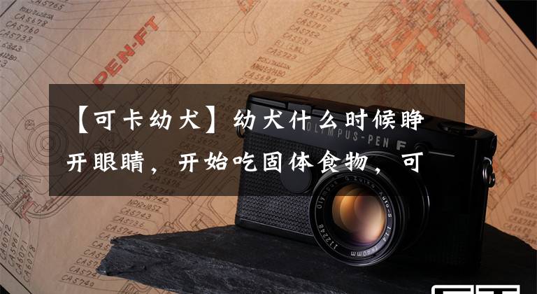 【可卡幼犬】幼犬什么时候睁开眼睛，开始吃固体食物，可以离开母犬？