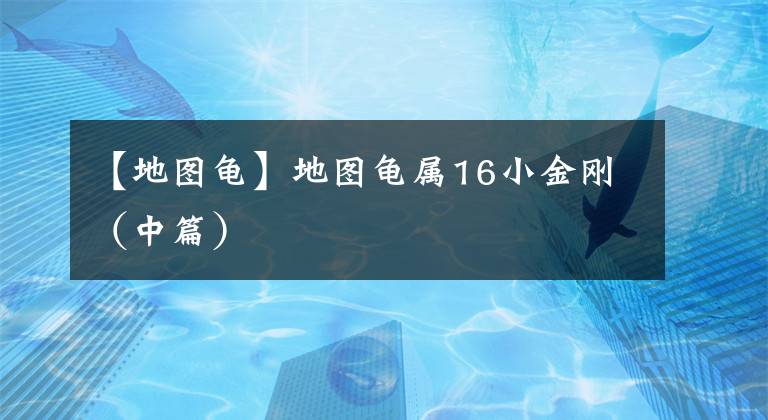 【地图龟】地图龟属16小金刚（中篇）