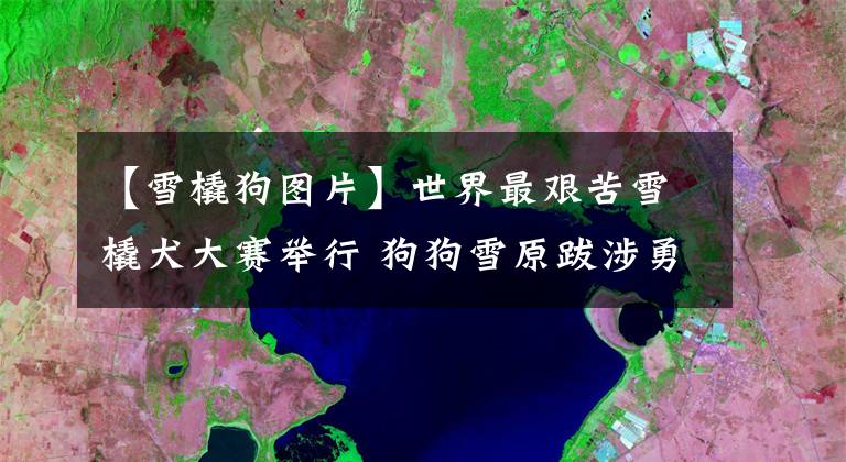 【雪橇狗图片】世界最艰苦雪橇犬大赛举行 狗狗雪原跋涉勇气耐力惊人