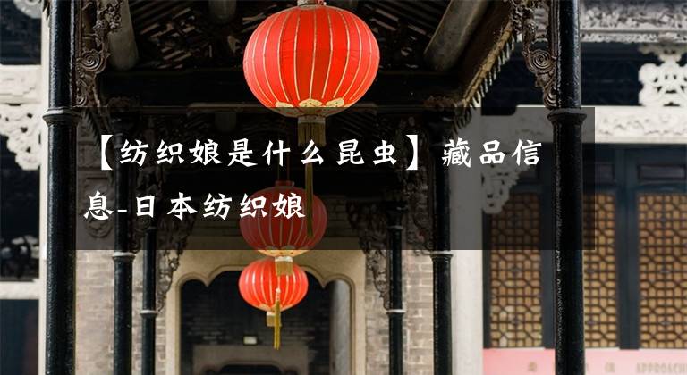 【纺织娘是什么昆虫】藏品信息-日本纺织娘