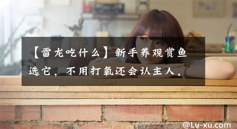 【雷龙吃什么】新手养观赏鱼选它，不用打氧还会认主人，主要是长得好看又呆萌