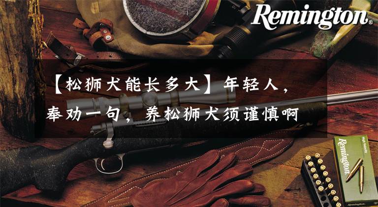 【松狮犬能长多大】年轻人，奉劝一句，养松狮犬须谨慎啊