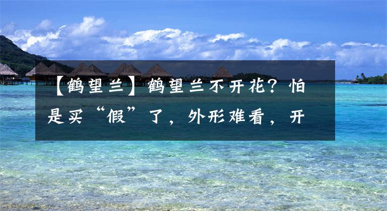 【鹤望兰】鹤望兰不开花？怕是买“假”了，外形难看，开花才“惊艳”