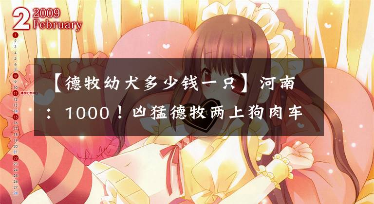 【德牧幼犬多少钱一只】河南：1000！凶猛德牧两上狗肉车，担心狗咬人，大叔让狗贩上铁夹