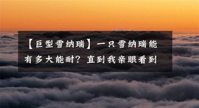 【巨型雪纳瑞】一只雪纳瑞能有多大能耐?直到我亲眼看到它抓老鼠和吃醋的模样