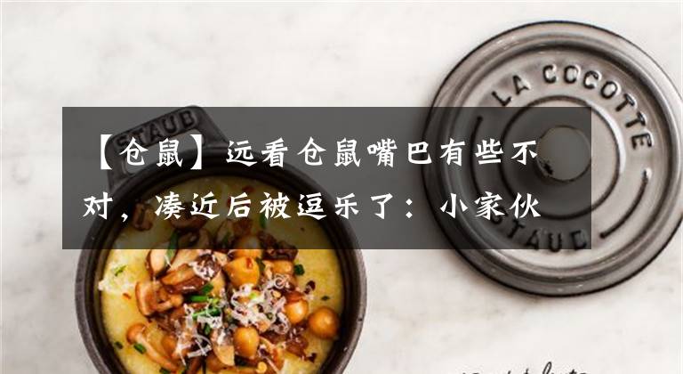 【仓鼠】远看仓鼠嘴巴有些不对,凑近后被逗乐了:小家伙也太可爱了吧?