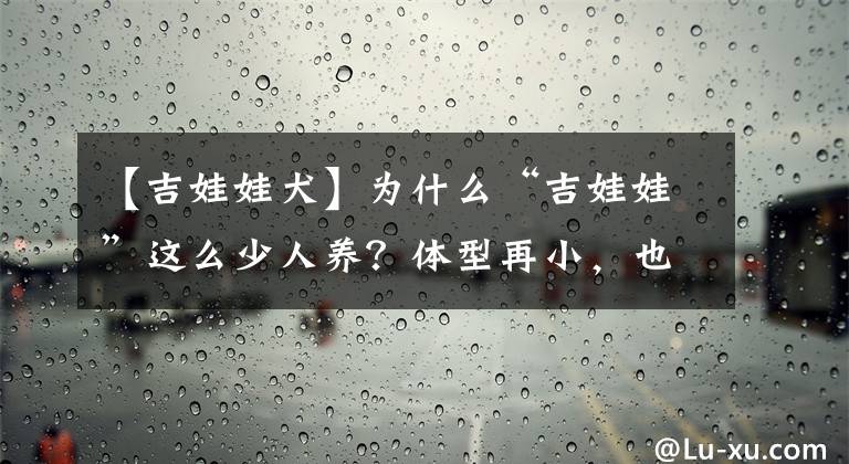 【吉娃娃犬】为什么“吉娃娃”这么少人养？体型再小，也躲不过这几点