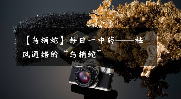 【乌梢蛇】每日一中药——祛风通络的“乌梢蛇”