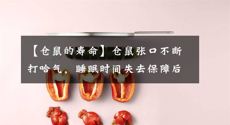 【仓鼠的寿命】仓鼠张口不断打哈气，睡眠时间失去保障后，鼠鼠寿命会变短