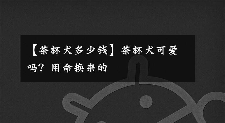 【茶杯犬多少钱】茶杯犬可爱吗？用命换来的