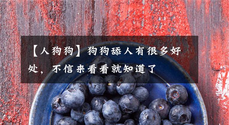 【人狗狗】狗狗舔人有很多好处,不信来看看就知道了