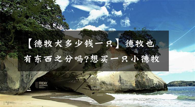 【德牧犬多少钱一只】德牧也有东西之分吗?想买一只小德牧,这两只狗的后代800一只值吗?