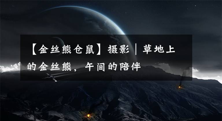 【金丝熊仓鼠】摄影｜草地上的金丝熊，午间的陪伴