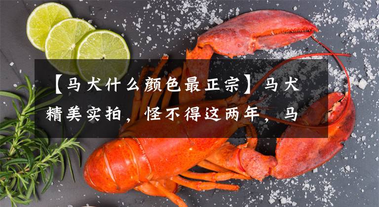 【马犬什么颜色最正宗】马犬精美实拍，怪不得这两年，马犬越来越受欢迎