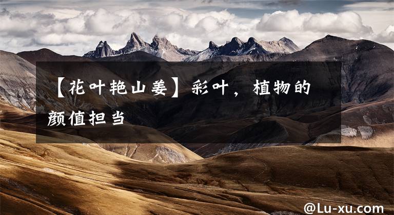 【花叶艳山姜】彩叶，植物的颜值担当