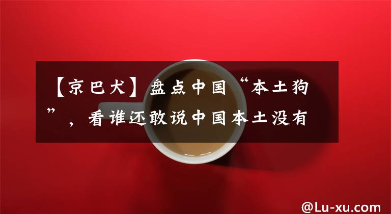 【京巴犬】盘点中国“本土狗”，看谁还敢说中国本土没有品种狗