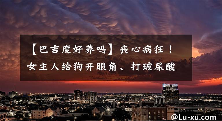 【巴吉度好养吗】丧心病狂！女主人给狗开眼角、打玻尿酸，就为了让狗更好看？