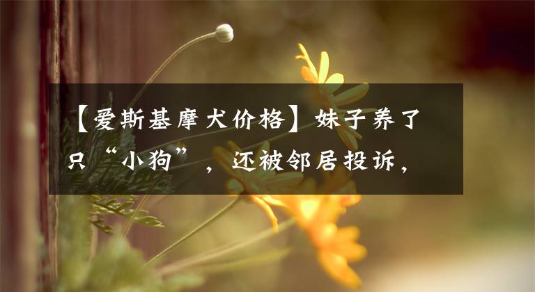 【爱斯基摩犬价格】妹子养了只“小狗”，还被邻居投诉，兽医：不是普通狗