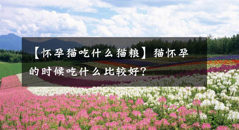 【怀孕猫吃什么猫粮】猫怀孕的时候吃什么比较好?