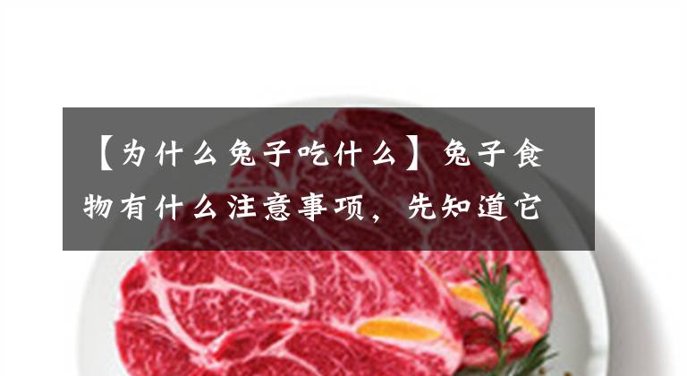 【为什么兔子吃什么】兔子食物有什么注意事项，先知道它的食性