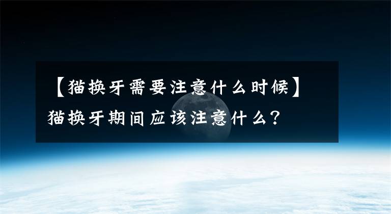 【猫换牙需要注意什么时候】猫换牙期间应该注意什么?