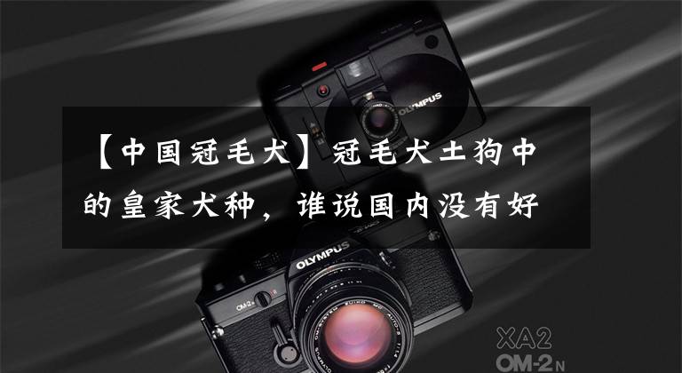 【中国冠毛犬】冠毛犬土狗中的皇家犬种，谁说国内没有好狗养？