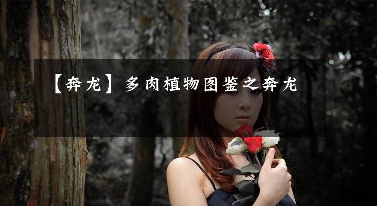 【奔龙】多肉植物图鉴之奔龙