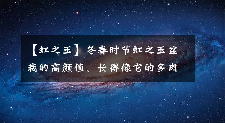 【虹之玉】冬春时节虹之玉盆栽的高颜值，长得像它的多肉很多，却都比不上它