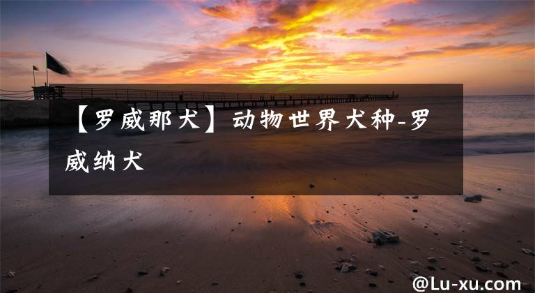 【罗威那犬】动物世界犬种-罗威纳犬