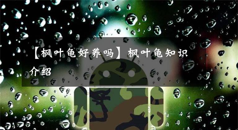 【枫叶龟好养吗】枫叶龟知识介绍