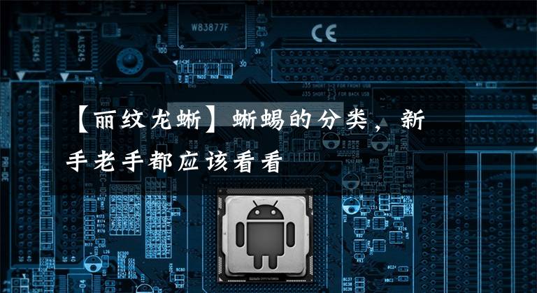 【丽纹龙蜥】蜥蜴的分类，新手老手都应该看看