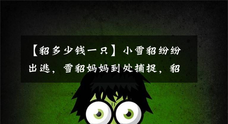 【貂多少钱一只】小雪貂纷纷出逃，雪貂妈妈到处捕捉，貂妈：刚抓回一只又逃3只！