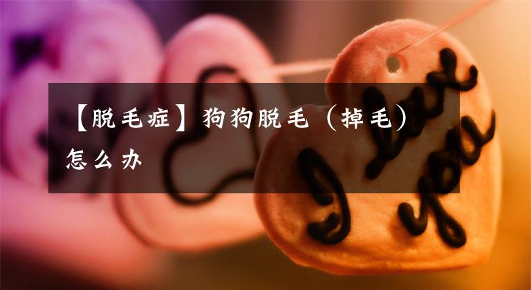 【脱毛症】狗狗脱毛(掉毛)怎么办