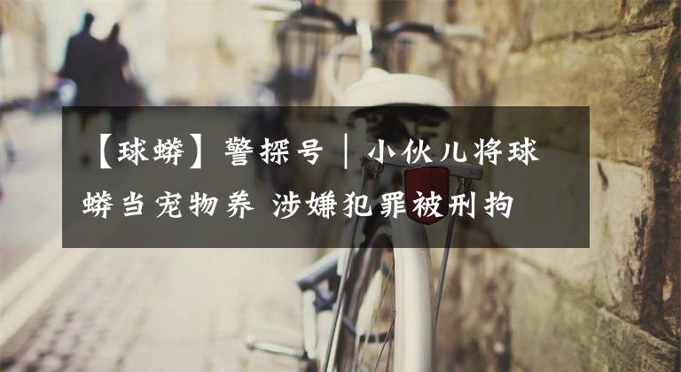 【球蟒】警探号|小伙儿将球蟒当宠物养 涉嫌犯罪被刑拘