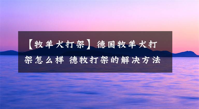 【牧羊犬打架】德国牧羊犬打架怎么样 德牧打架的解决方法