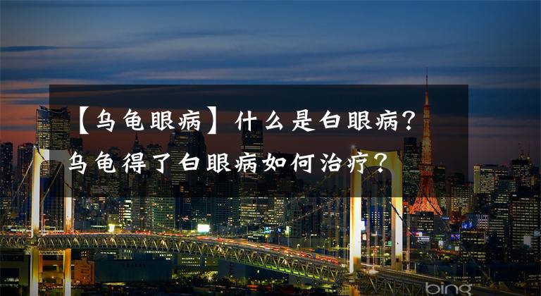 【乌龟眼病】什么是白眼病？乌龟得了白眼病如何治疗？