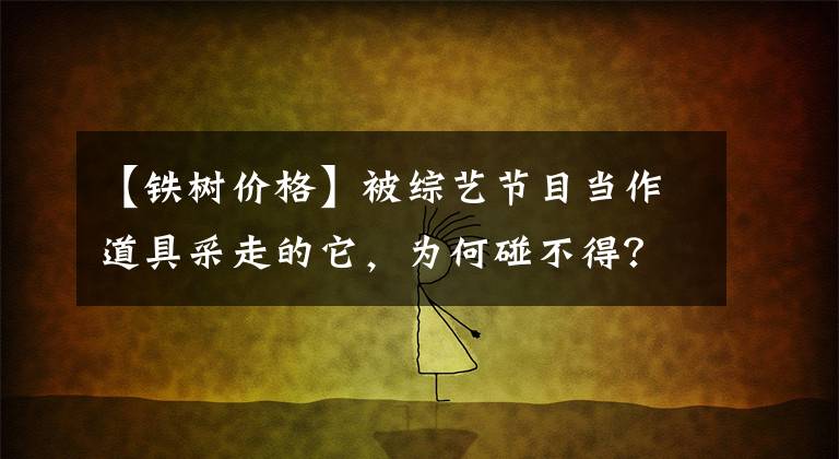 【铁树价格】被综艺节目当作道具采走的它,为何碰不得?
