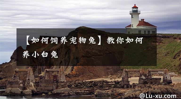 【如何饲养宠物兔】教你如何养小白兔