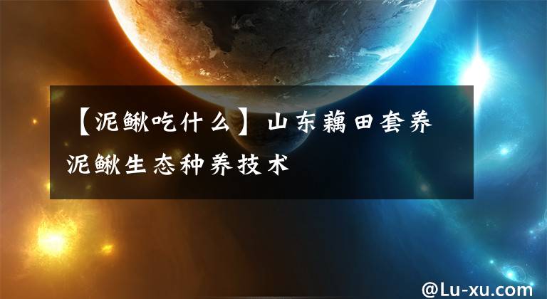 【泥鳅吃什么】山东藕田套养泥鳅生态种养技术