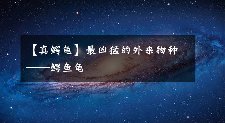 【真鳄龟】最凶猛的外来物种——鳄鱼龟