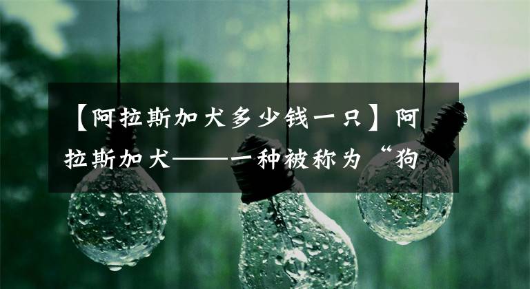 【阿拉斯加犬多少钱一只】阿拉斯加犬——一种被称为“狗界小公举”的狗狗