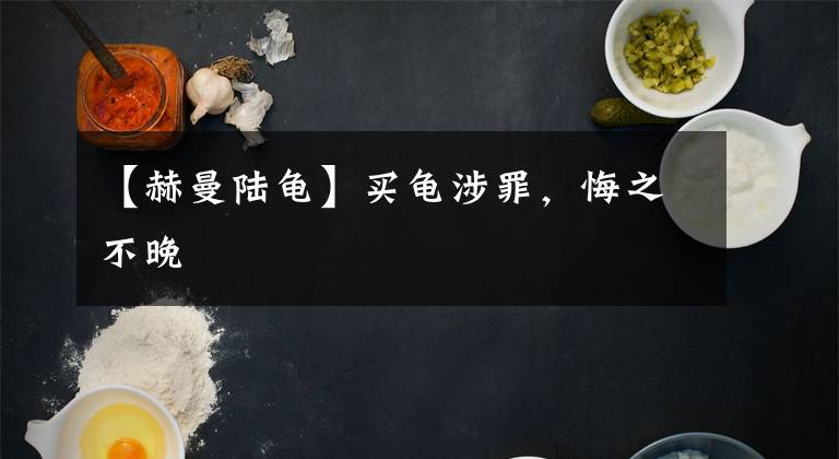 【赫曼陆龟】买龟涉罪，悔之不晚