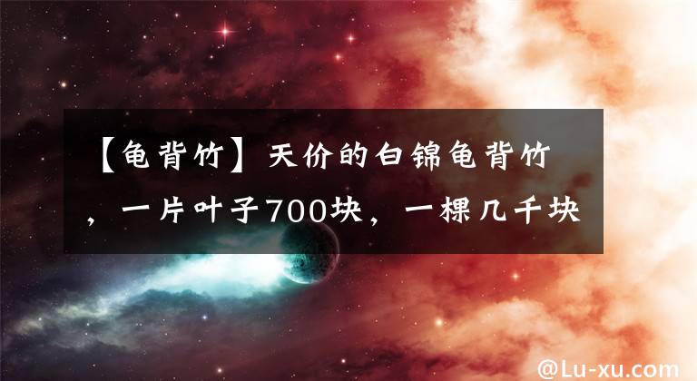 【龟背竹】天价的白锦龟背竹，一片叶子700块，一棵几千块，一般人买不起