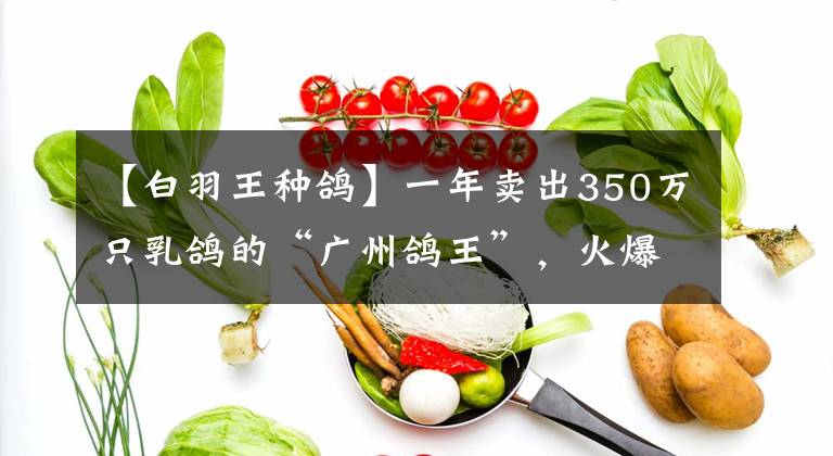 【白羽王种鸽】一年卖出350万只乳鸽的“广州鸽王”，火爆到连央视主持人都来了