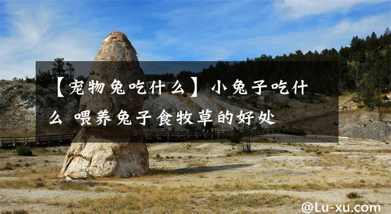 【宠物兔吃什么】小兔子吃什么 喂养兔子食牧草的好处