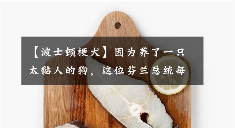 【波士顿梗犬】因为养了一只太黏人的狗，这位芬兰总统每天上班都带狗去……