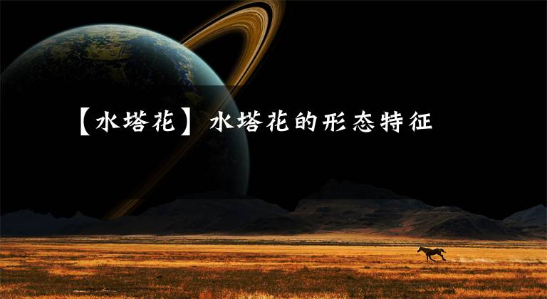 【水塔花】水塔花的形态特征