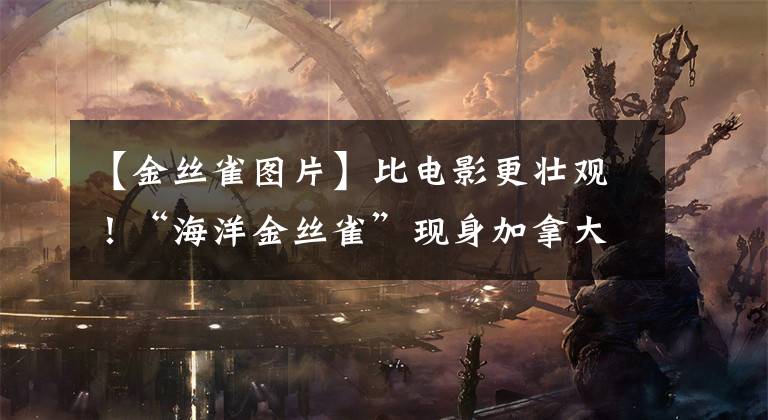 【金丝雀图片】比电影更壮观!“海洋金丝雀”现身加拿大,近千只上演大迁徙